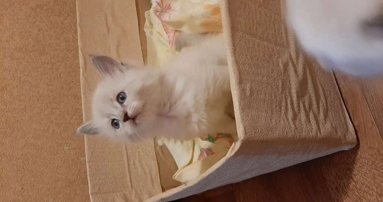 Котята