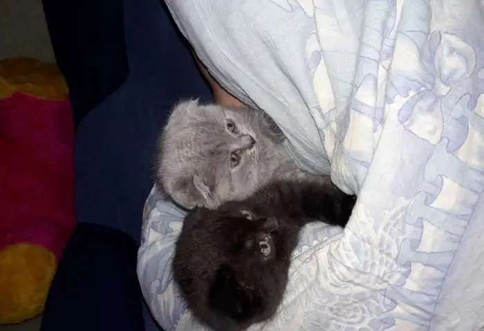Продаю породистых вислоухих котят