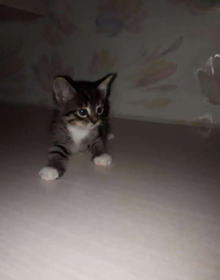 Игривые и Добрые котята