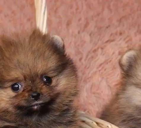 Немецкий шпиц