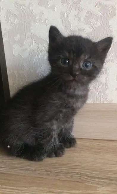 Отдам котяточек