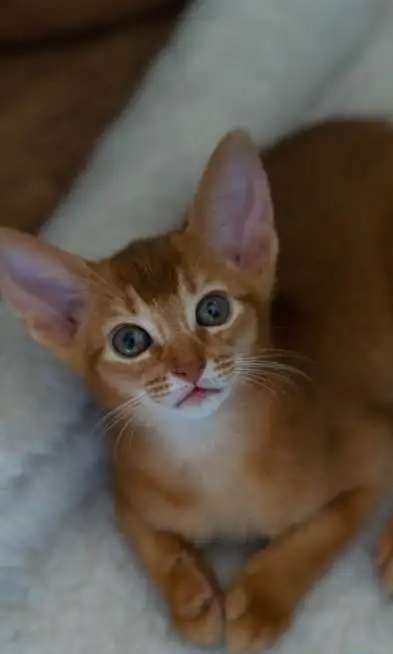 Абиссинские котята