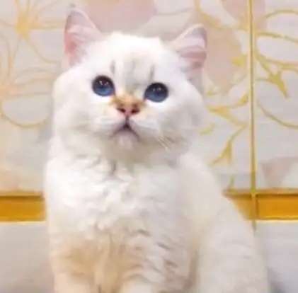 котенок Кошечка GIDGET