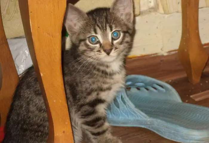 Отдам котят в добрые руки