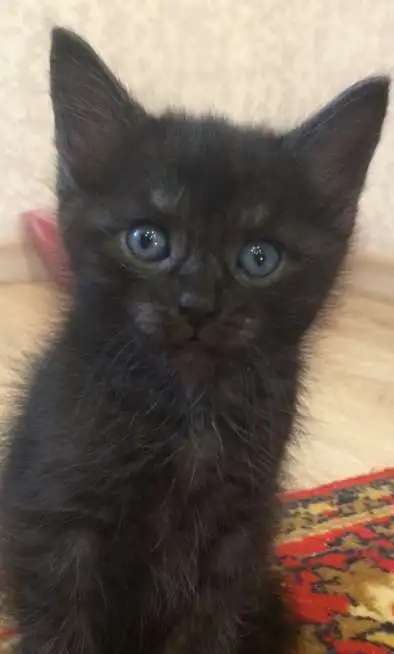 Отдам котяточек