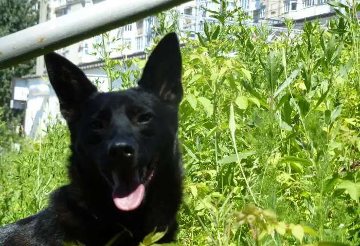 Ищем семью. В добрые руки. В дар.