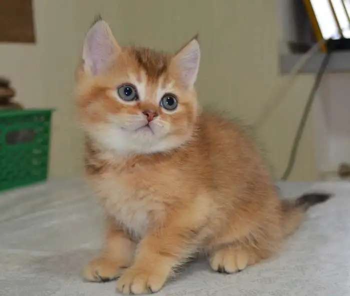 Котята шиншиллы