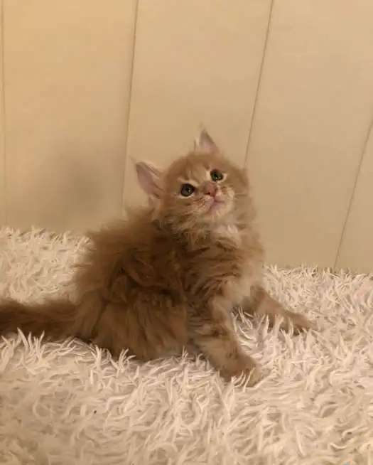 Котята мейн-кунята