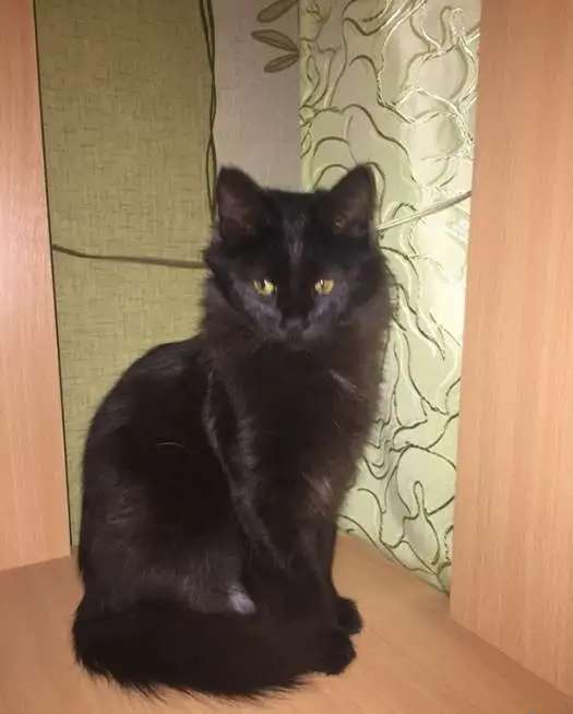 котята даром