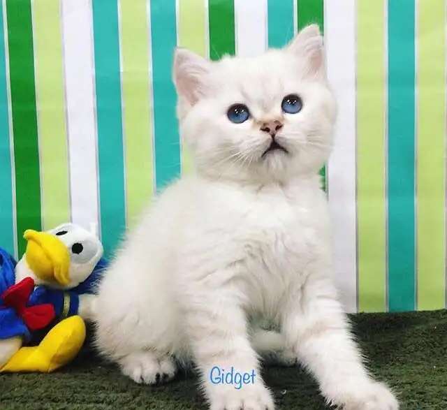 котенок Кошечка GIDGET