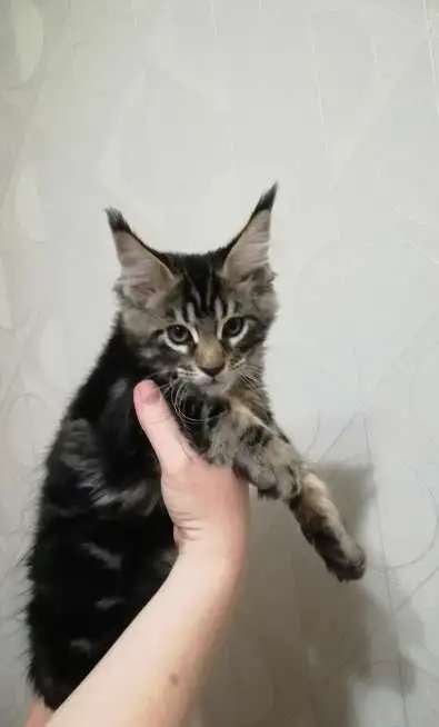 Котята породы Мейн Кун