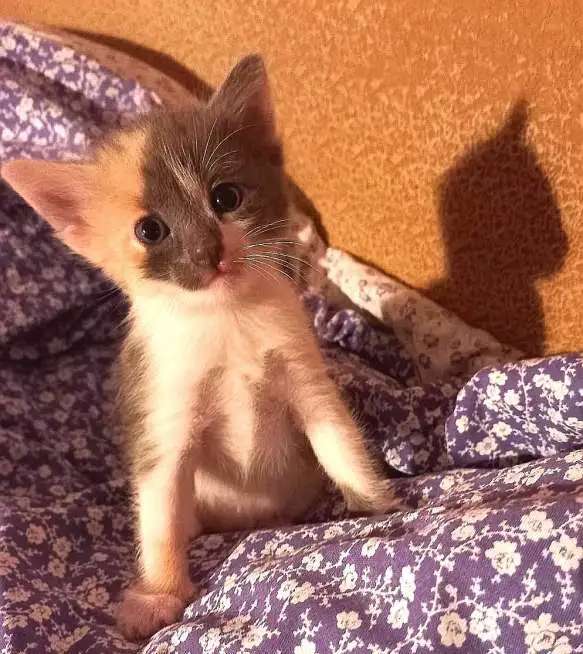 Котята