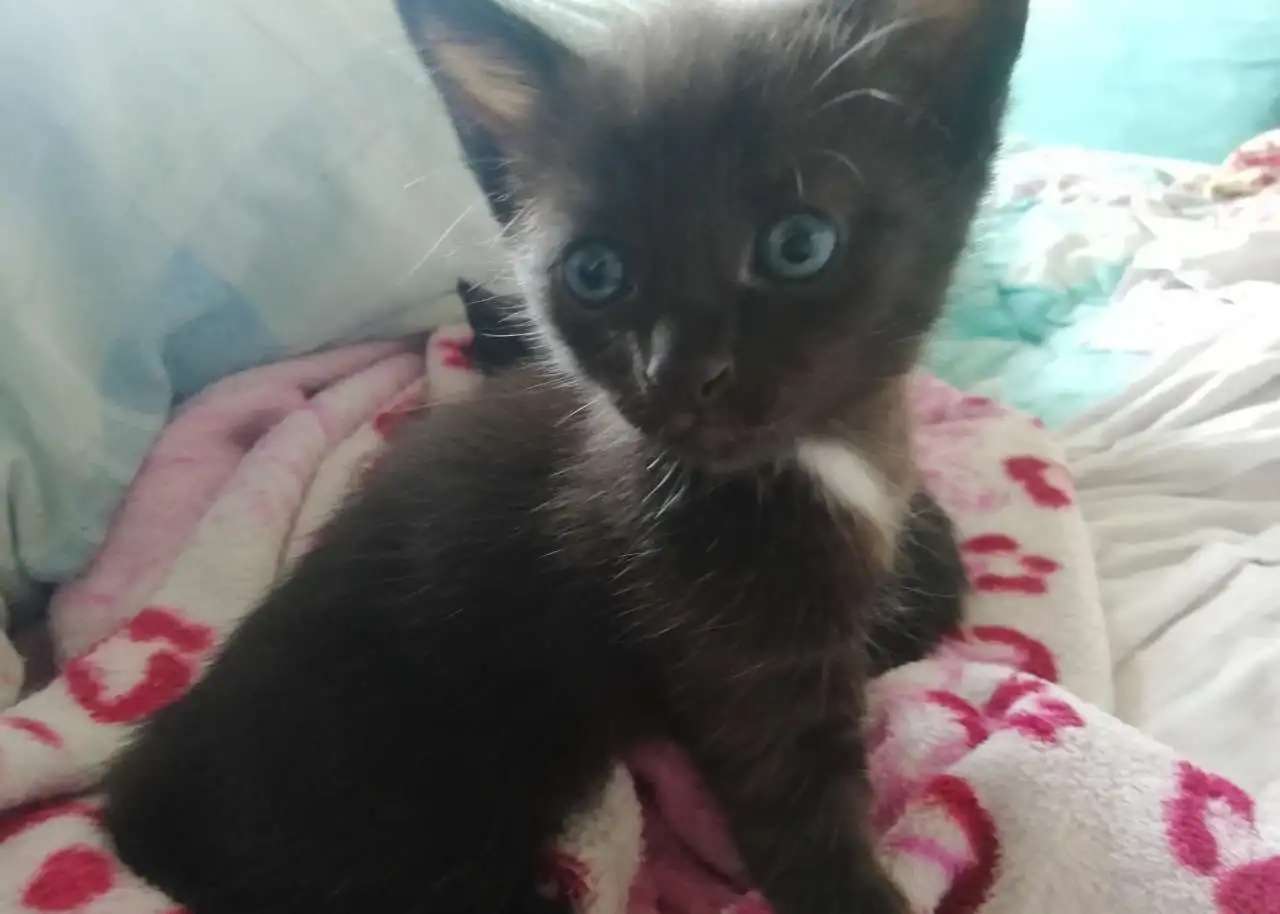 Отдам котят