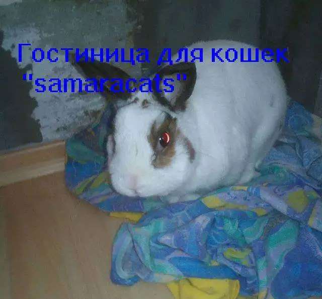 Гостиница для кошек 