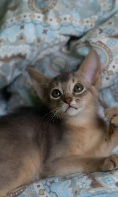 Абиссинские котята