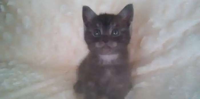 Отдаю котят