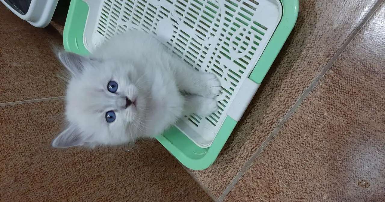 Котята
