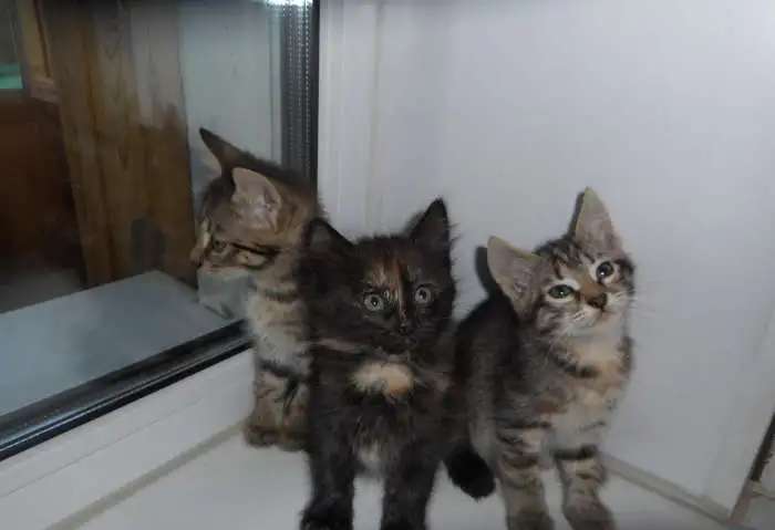 Отдам котят в добрые руки