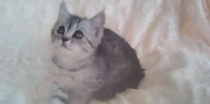 Отдаю котят