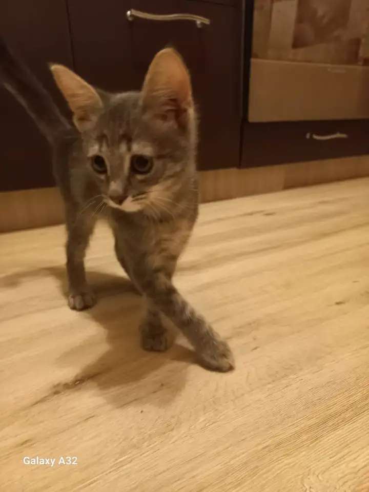 Отдам котенка в добрые руки