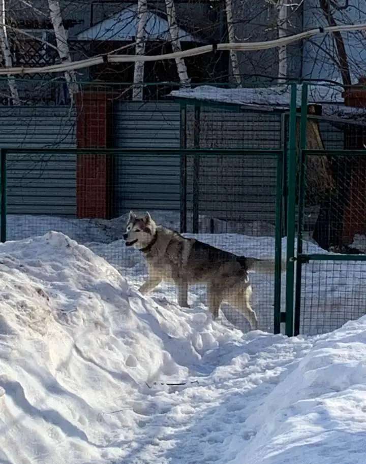 Породистые щенки хаски