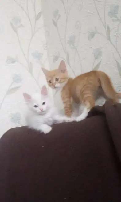 ОТдам в добрые руки