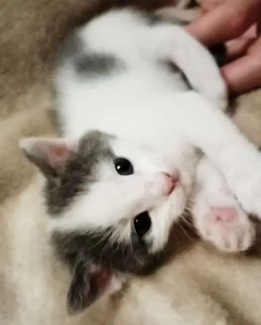 котята ищут хороший дом