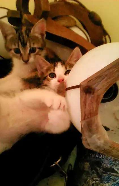 котята