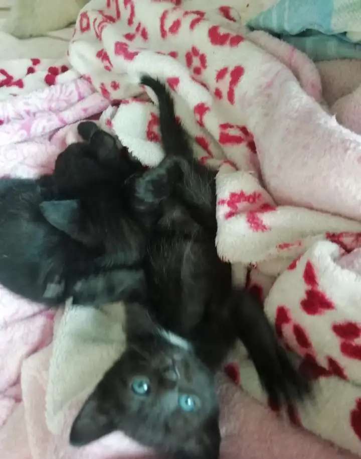 Отдам котят