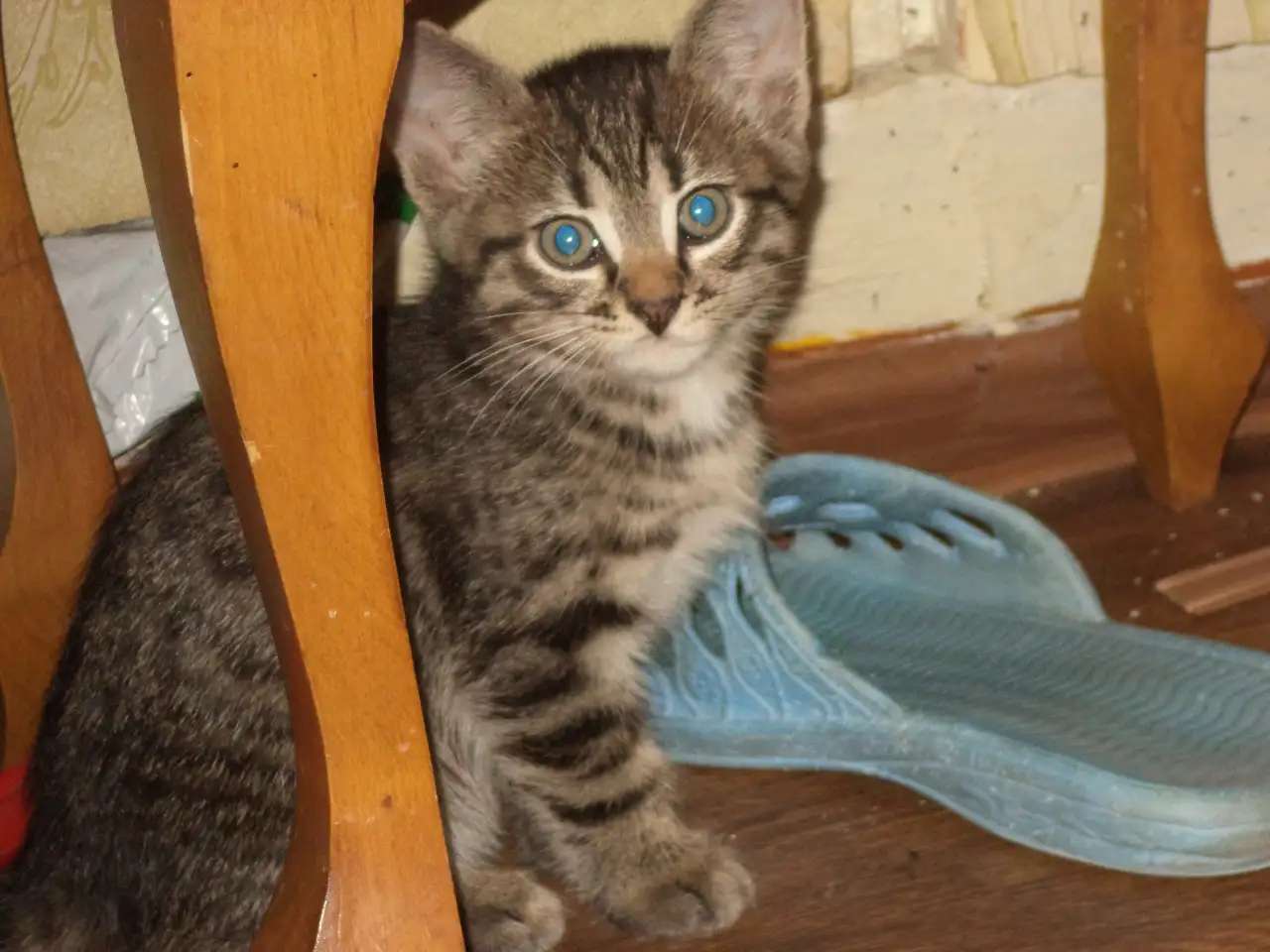 котят отдам