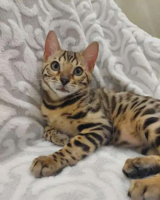 Бенгальские котята