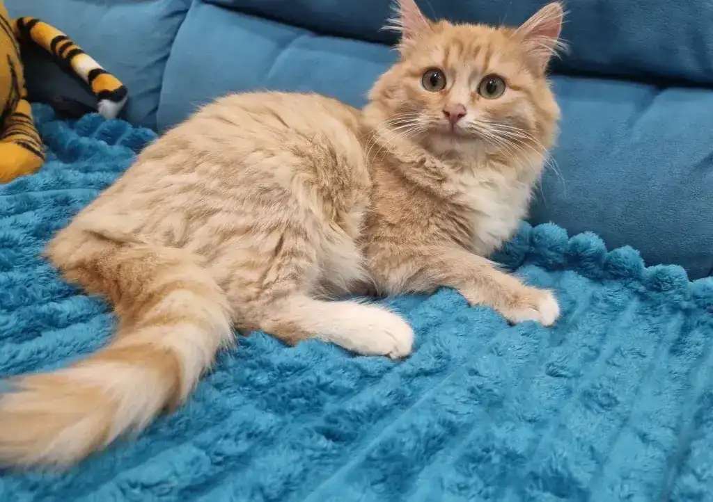 Котята - лучший подарок на новый год!!