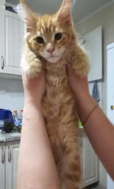 Котята породы Мейн Кун