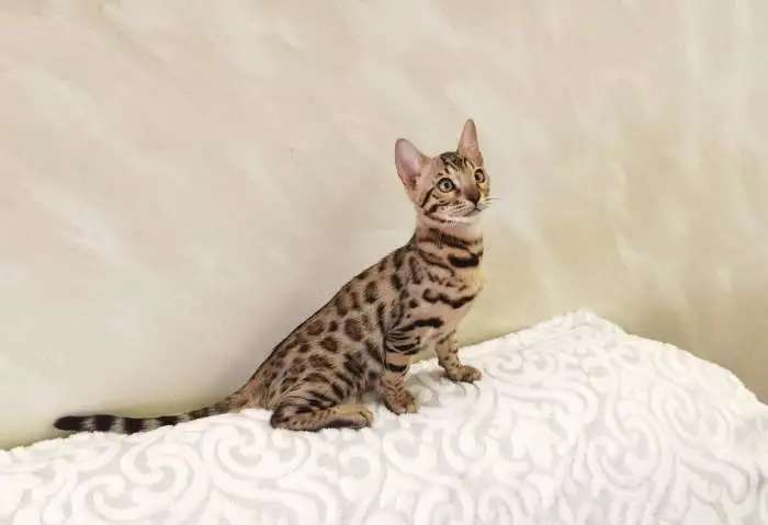 Бенгальские котята