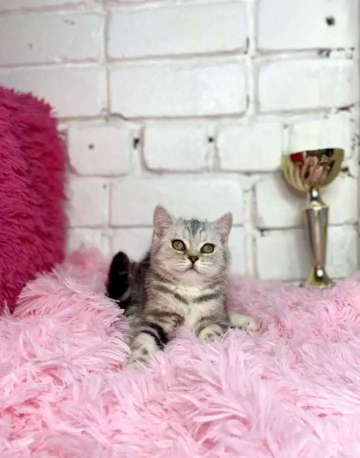 Британские котята