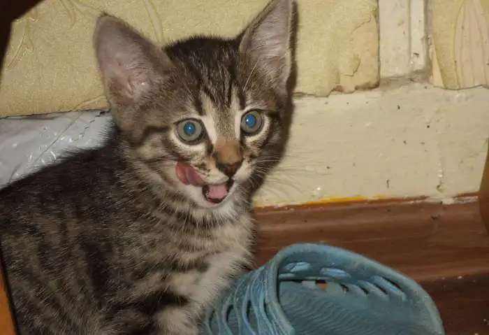 Отдам котят в добрые руки