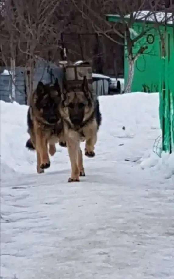 Продам щенков немецкой овчарки