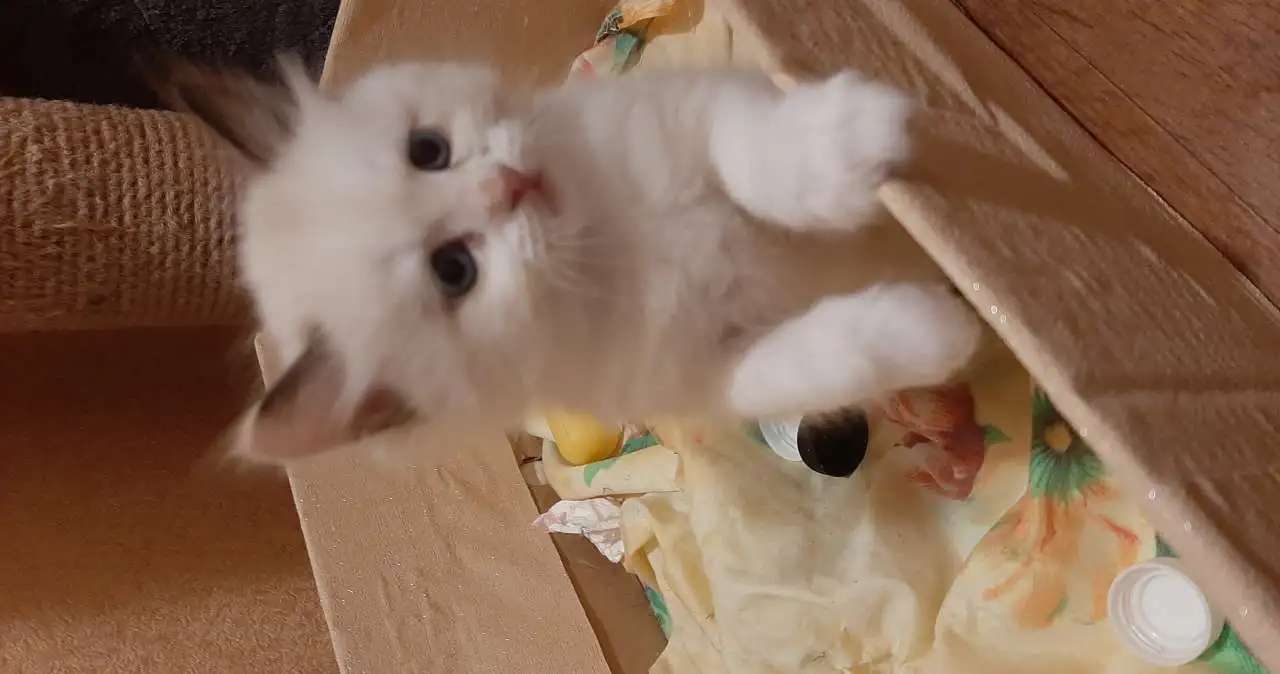 Котята