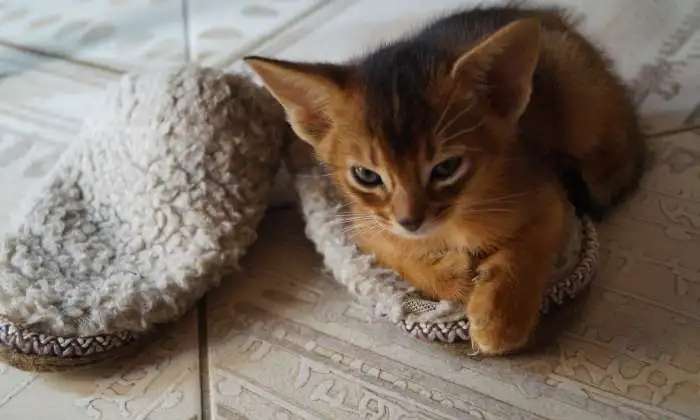 Абиссинские котята