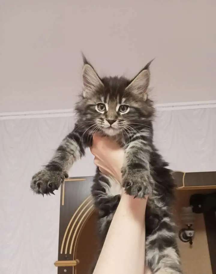 Котятки Мейн-кун