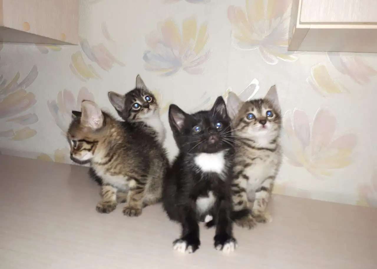 Игривые и Добрые котята