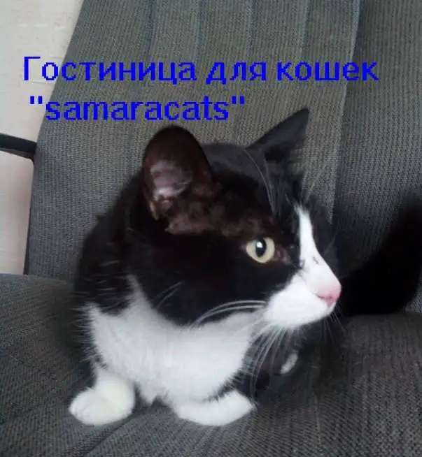 Гостиница для кошек 