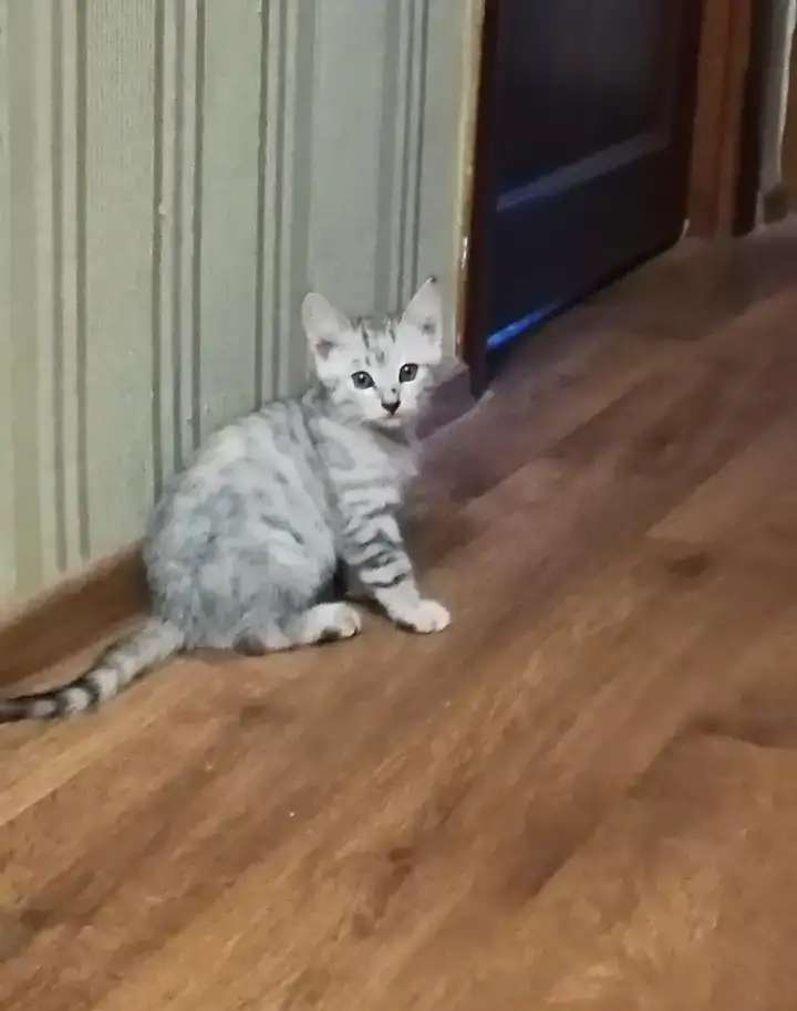 Отдам котят добрым людям