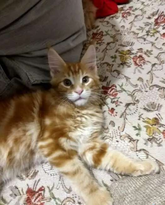 Котята породы Мейн Кун