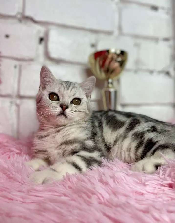 Британские котята