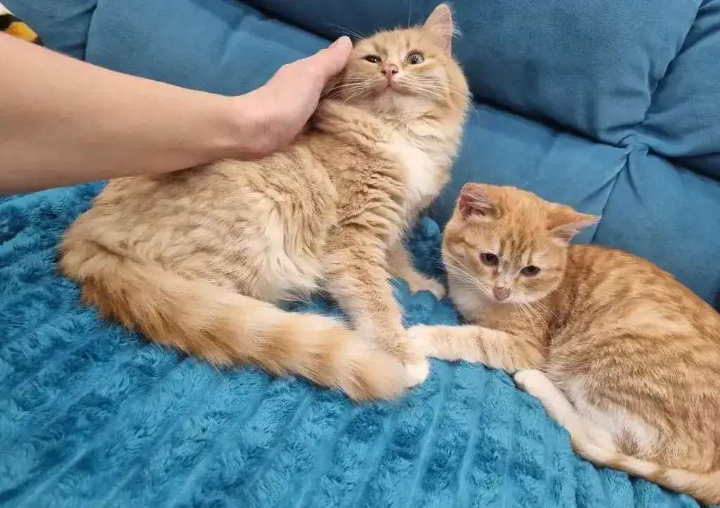 Котята - лучший подарок на новый год!!