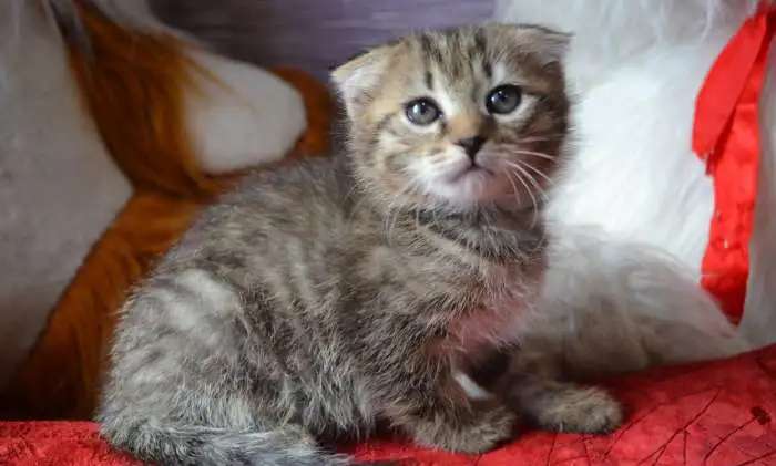 котята даром