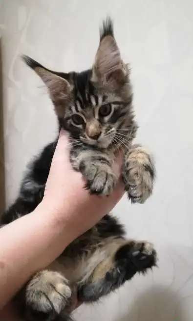 Котята породы Мейн Кун