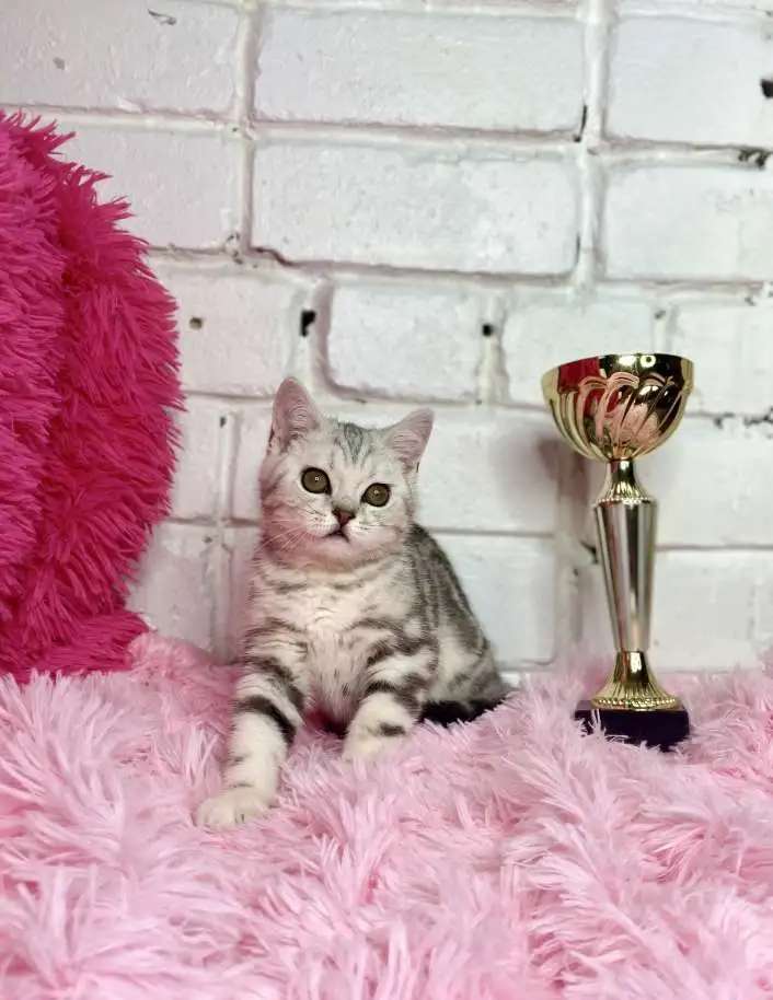 Британские котята
