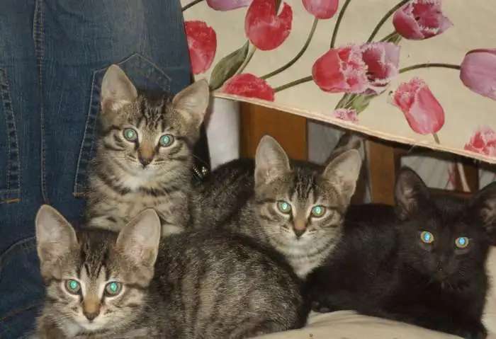 Отдам котят в добрые руки